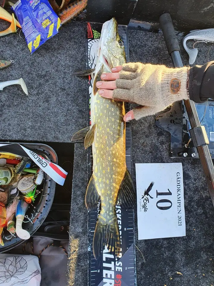 Vinster värda 11 000 kronor på Eagle Fishings Gäddkampen 2021