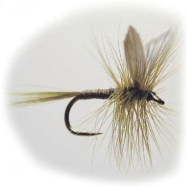 Olive Quill Stl. 12